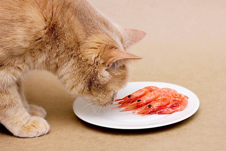 エビに顔を近づける猫